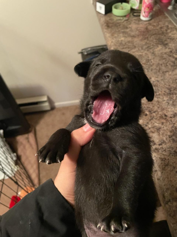 My Angel beautiful little pup