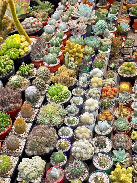 sfondi Cactus, caryophyllales