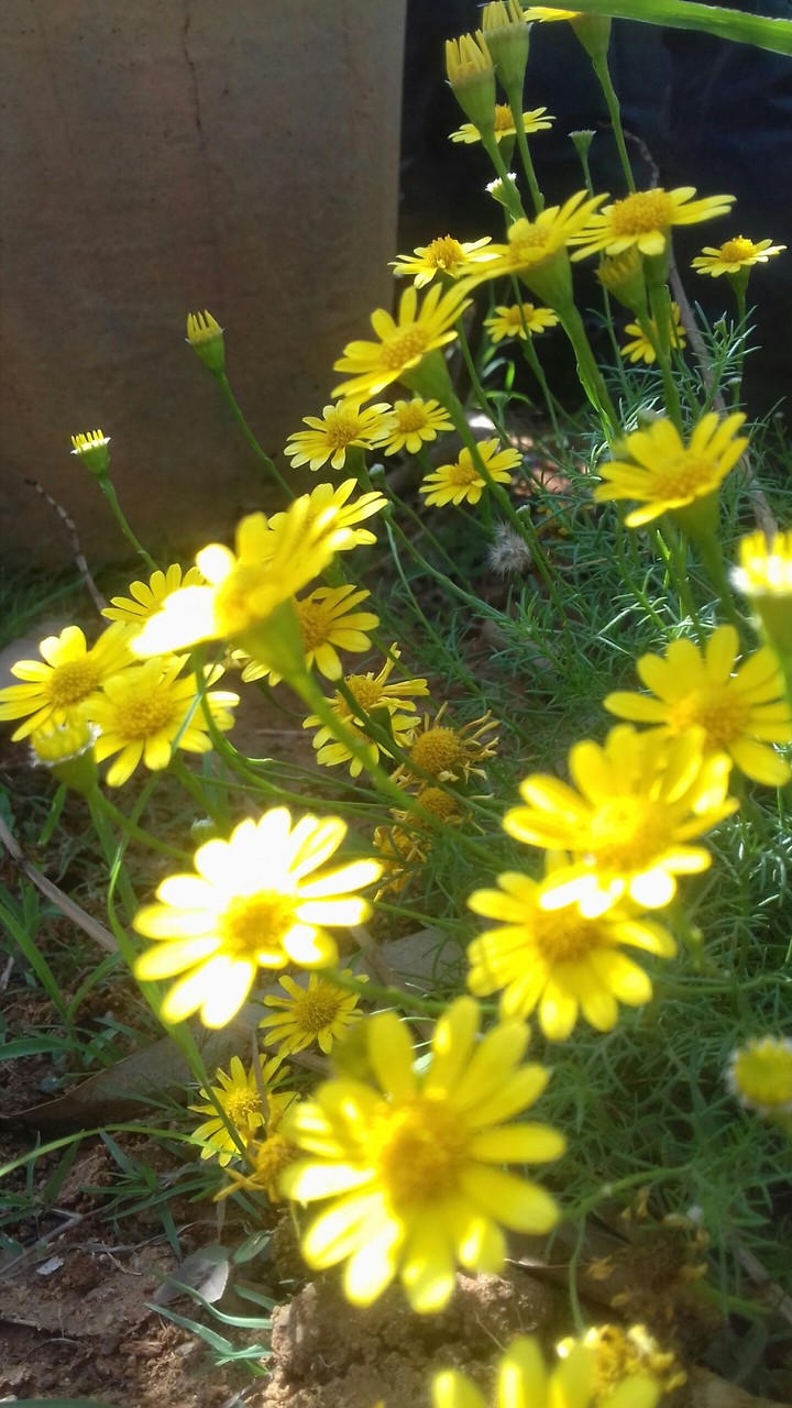 yellow