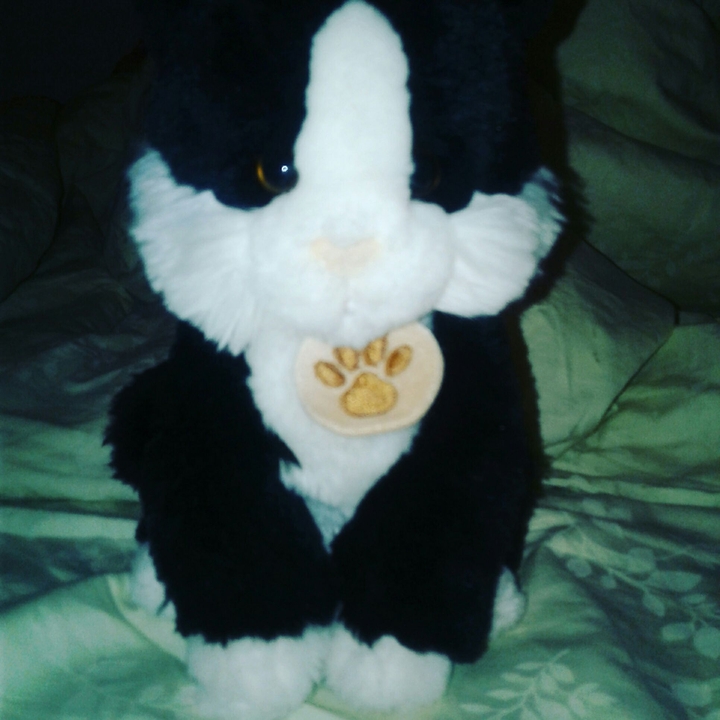 коти поти