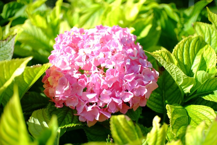 serie Hortensia