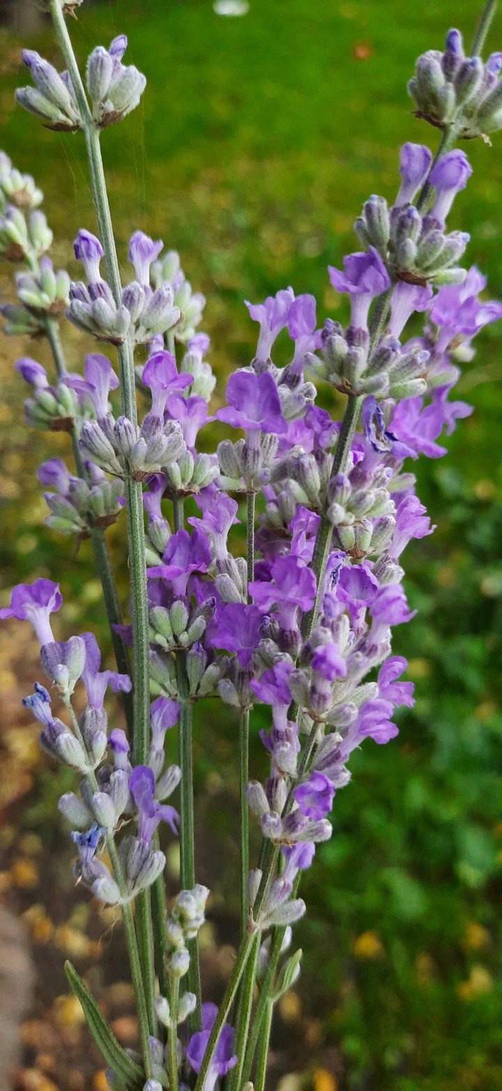 Lavender
