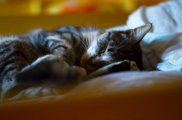 Кошка