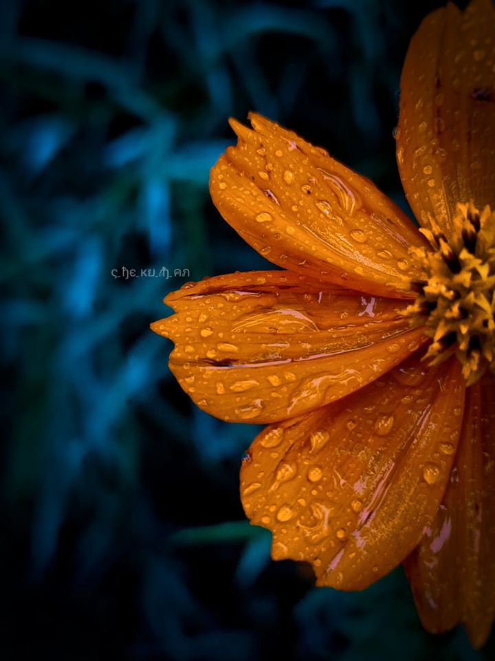orange