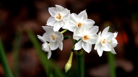 Pollen, narcissus壁纸
