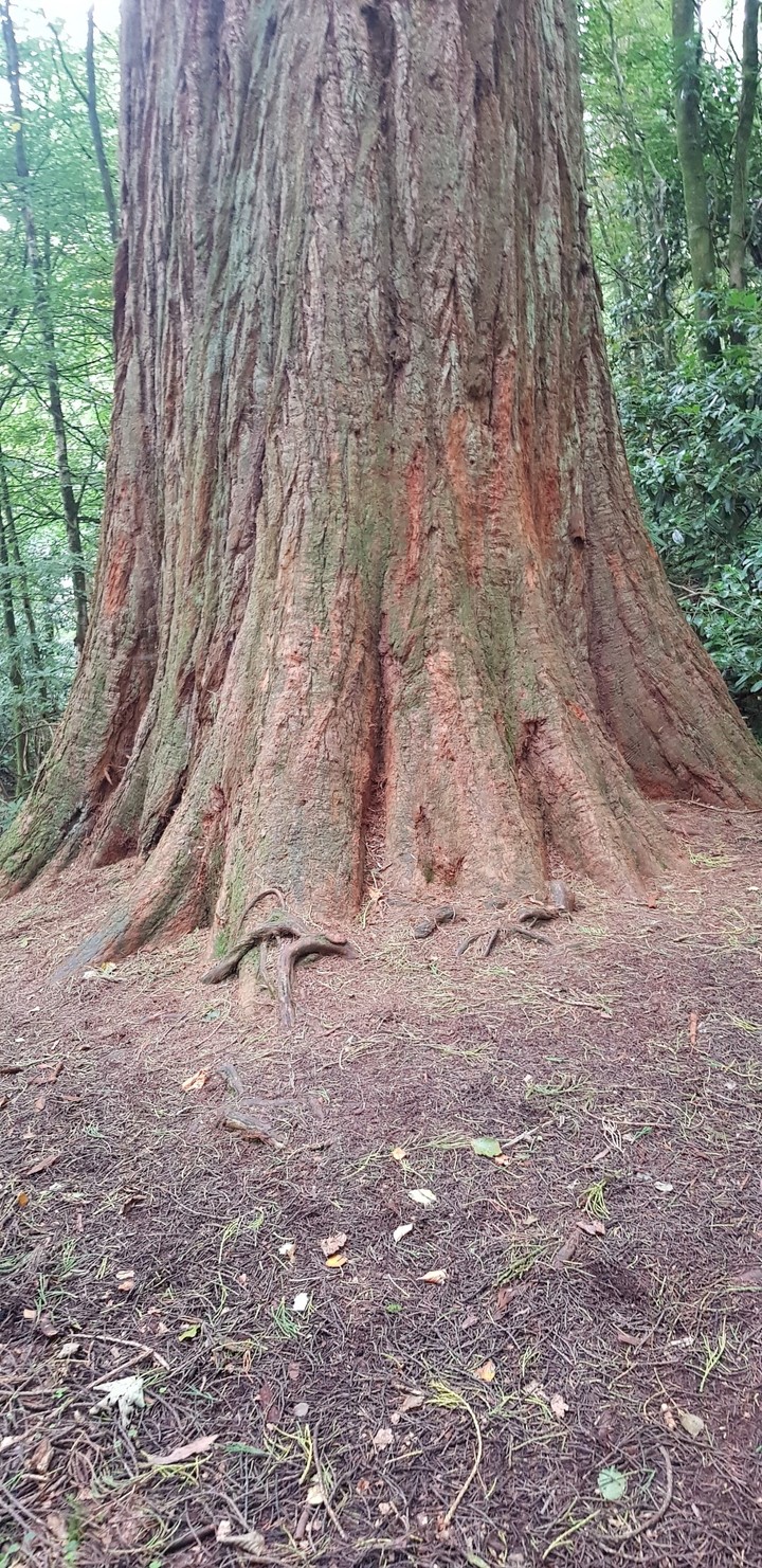 trees
