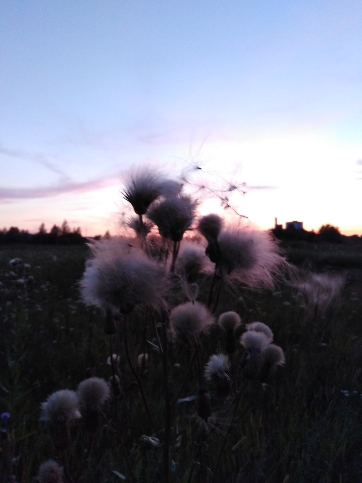 mystical flower ?