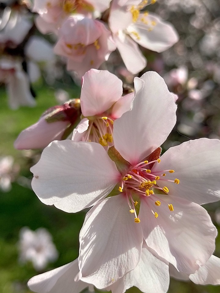 almond blossom