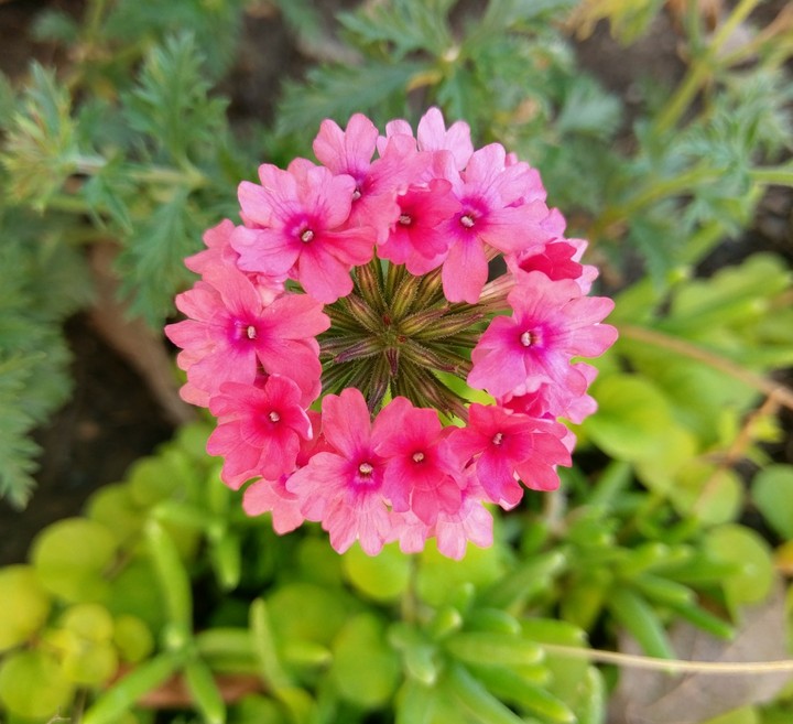 Wonderful flower.