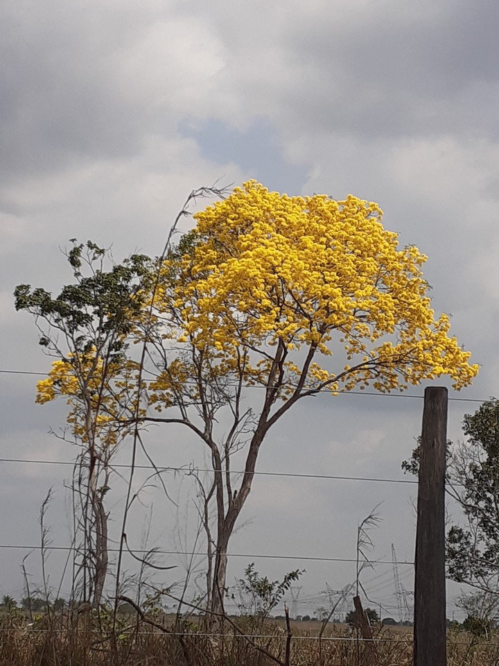 ipê
