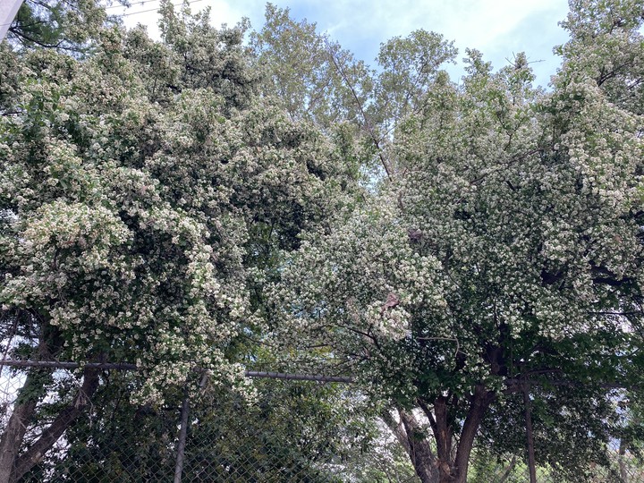 árbol ?