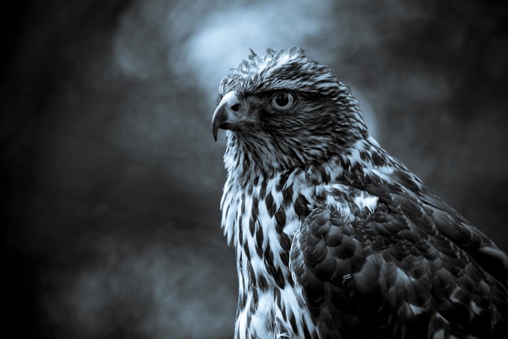 Eagle