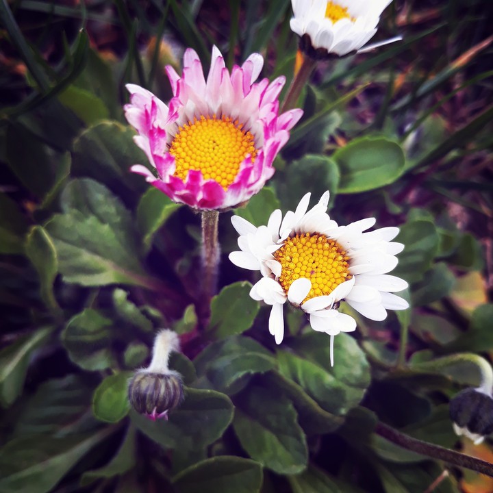 pink and white