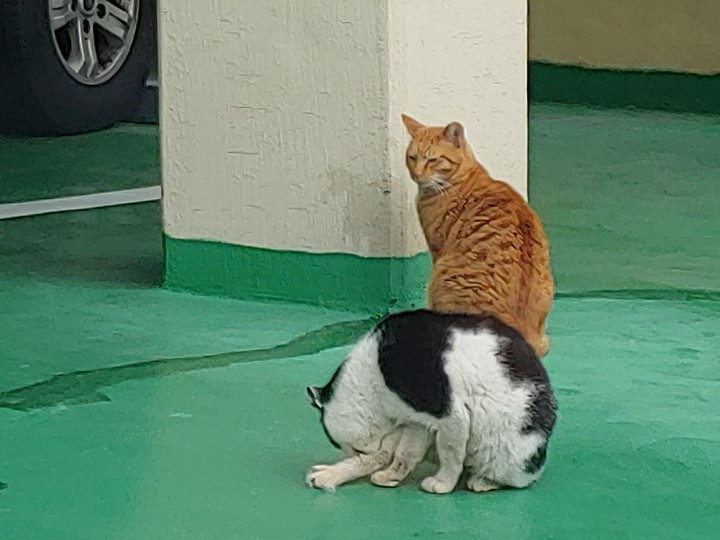 고양이