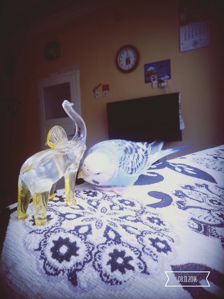 birds mavis