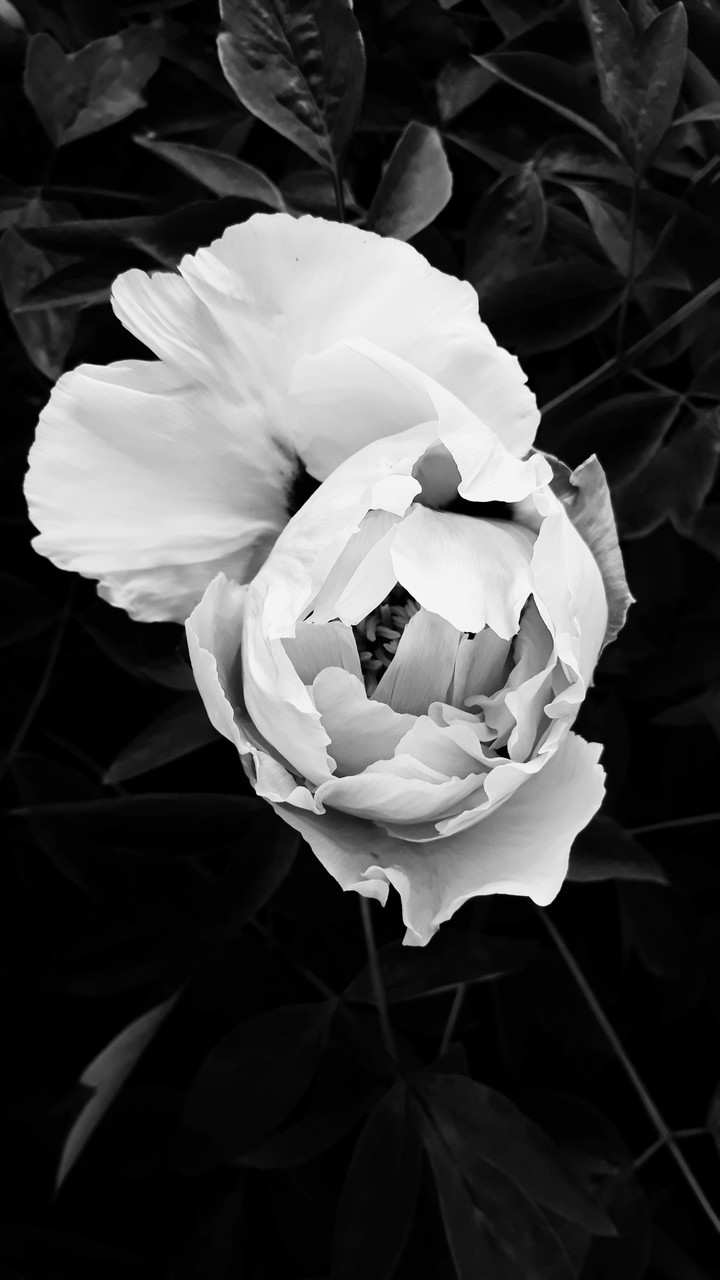 bloom