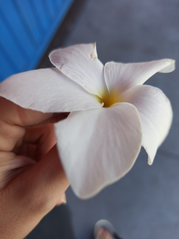 white flower