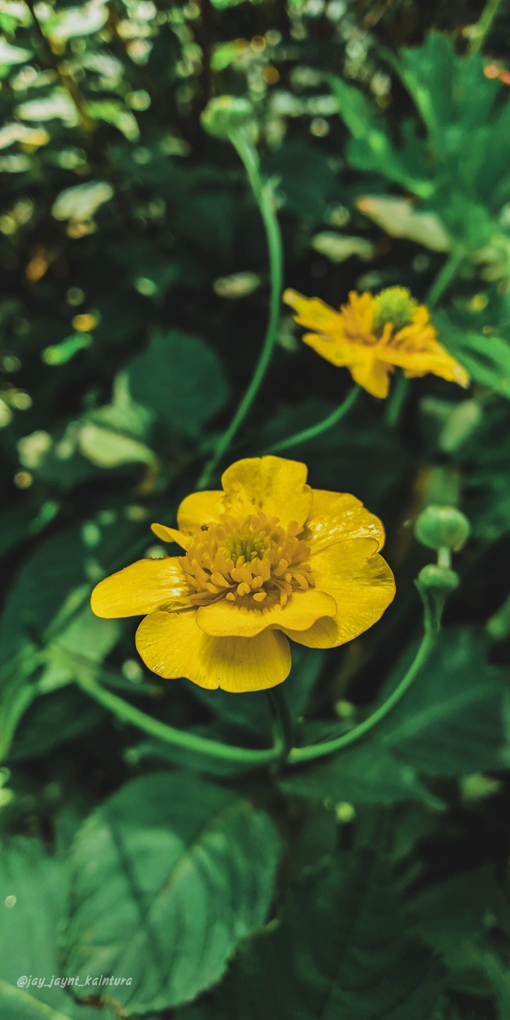 flower??