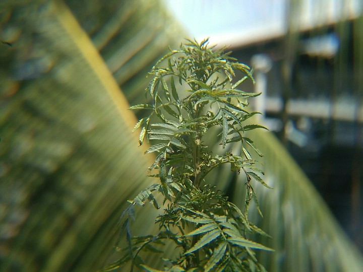 Pailapool marigold tree