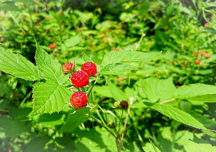Berries
