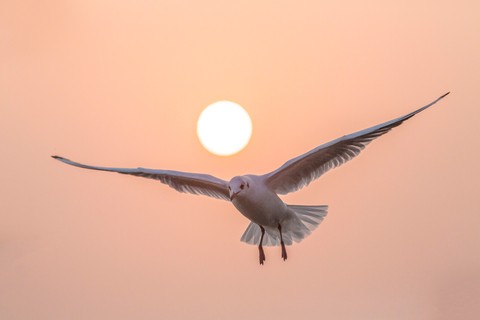 sun and bird