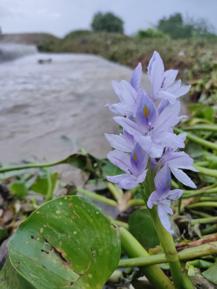 purple flower