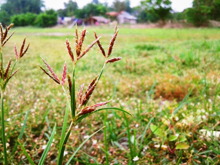 Grasshot