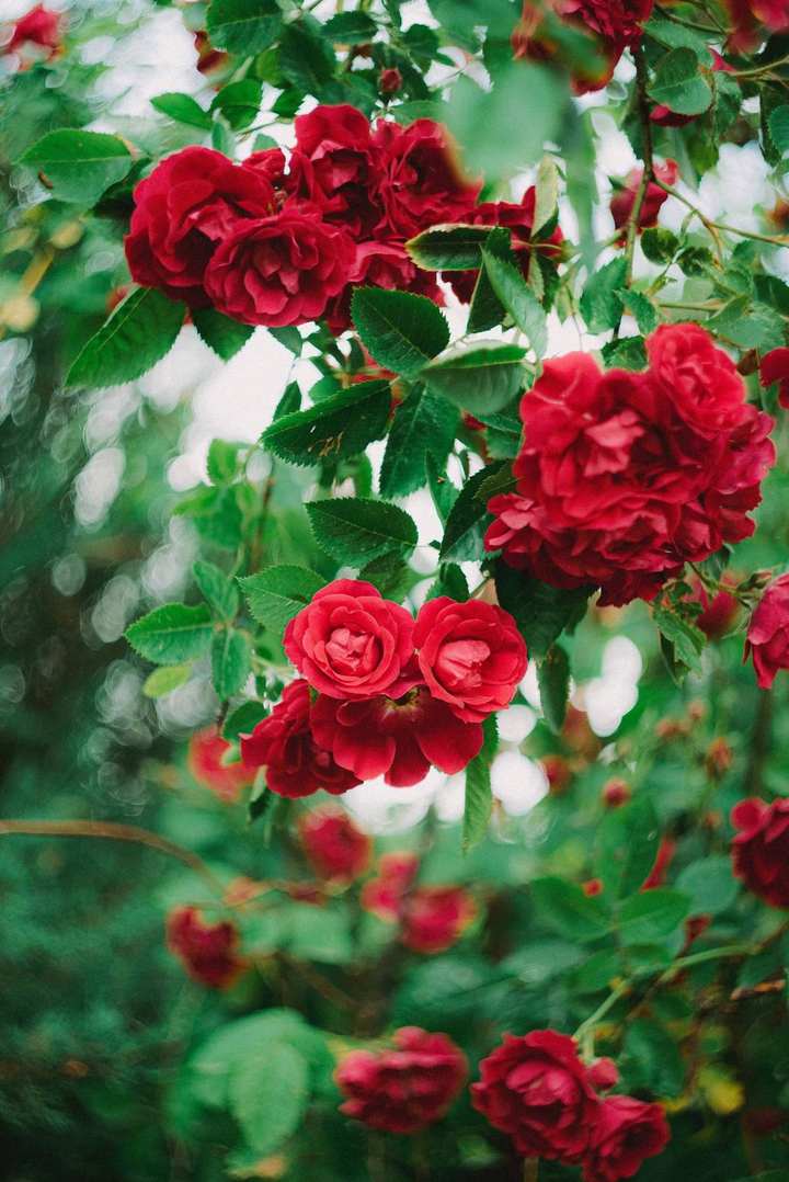 roses