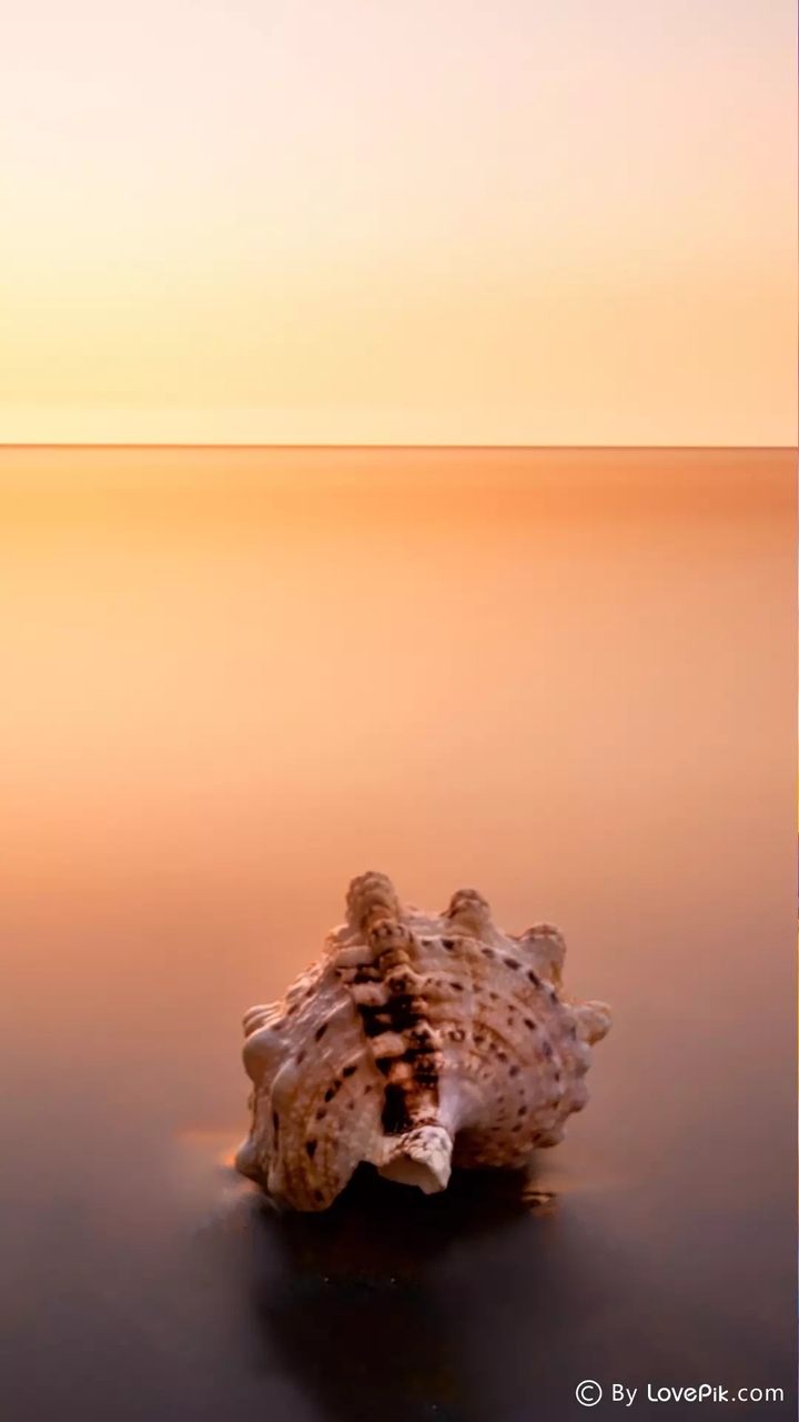 The shell of Sea