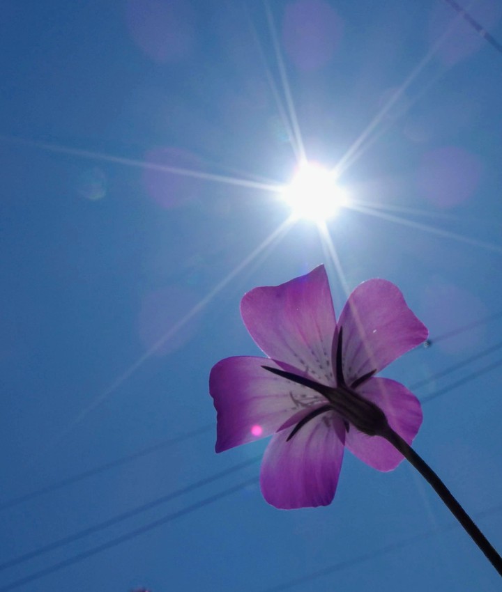 花と太陽