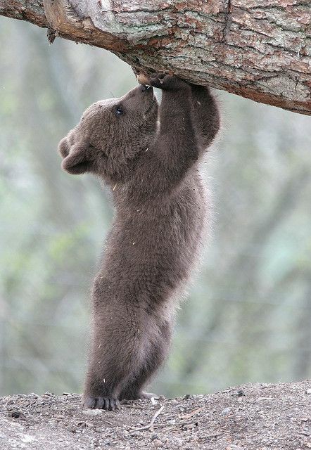 little bear