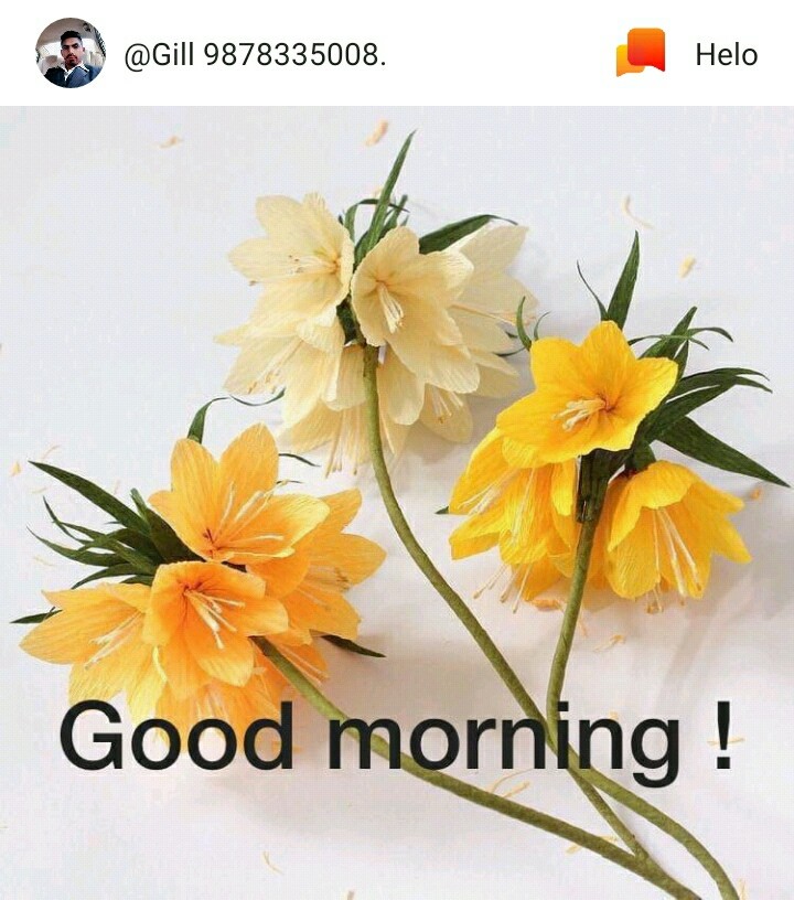 gm