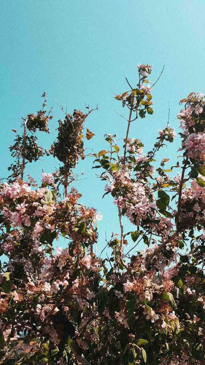 flowers