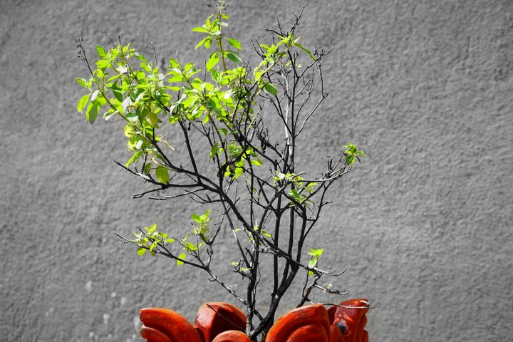 TULSI
