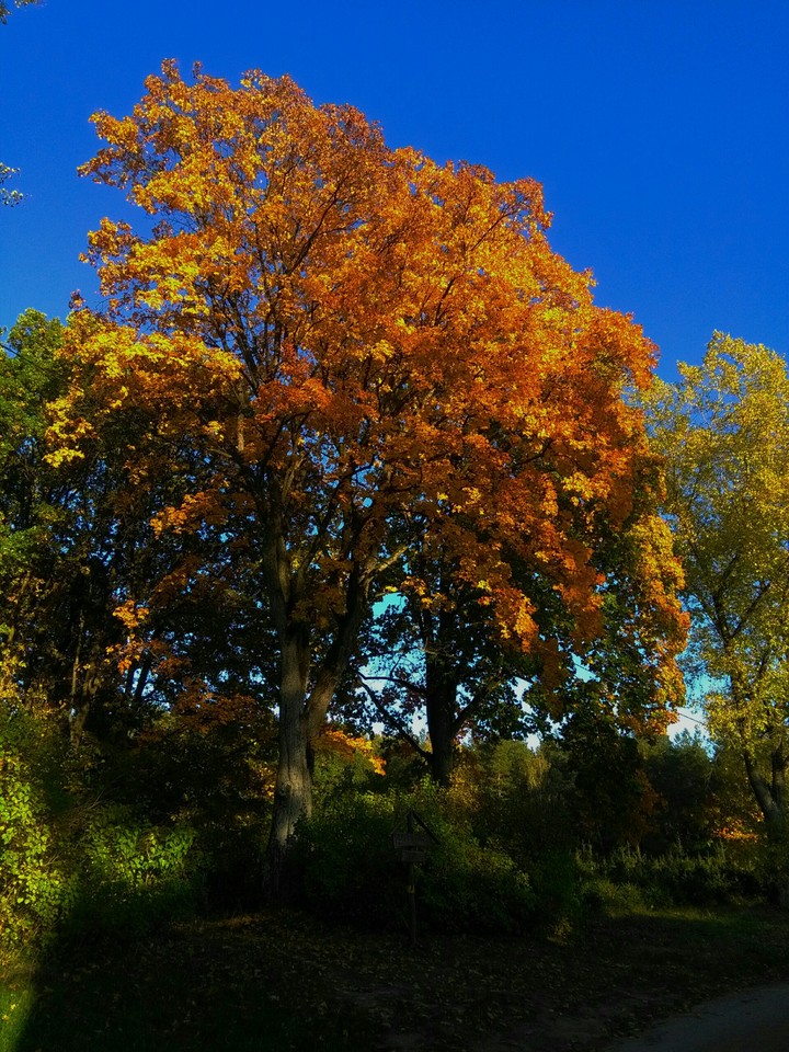 Blue and Gold