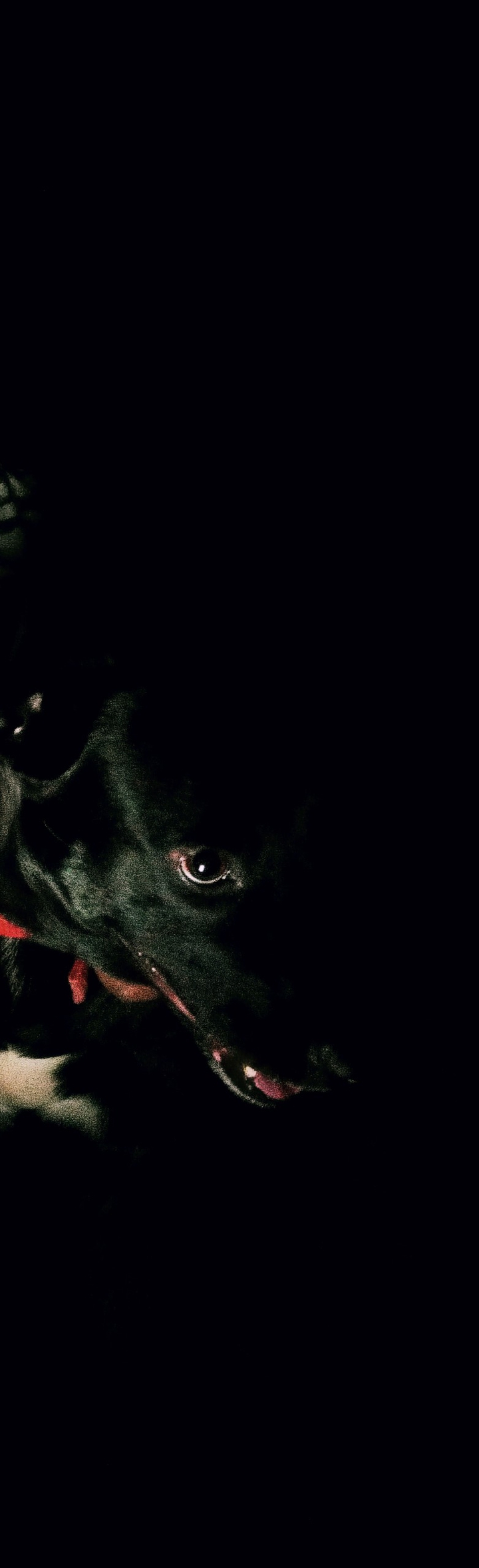 dog