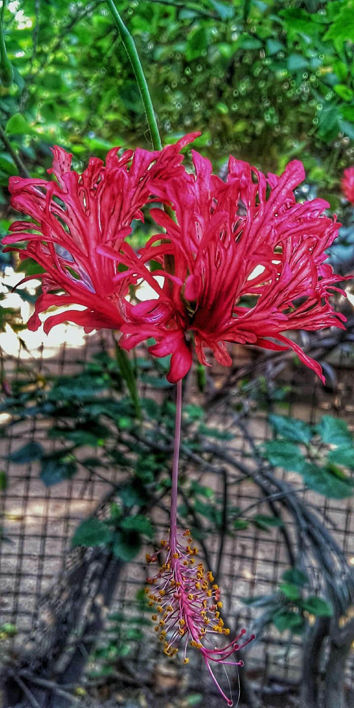 flower