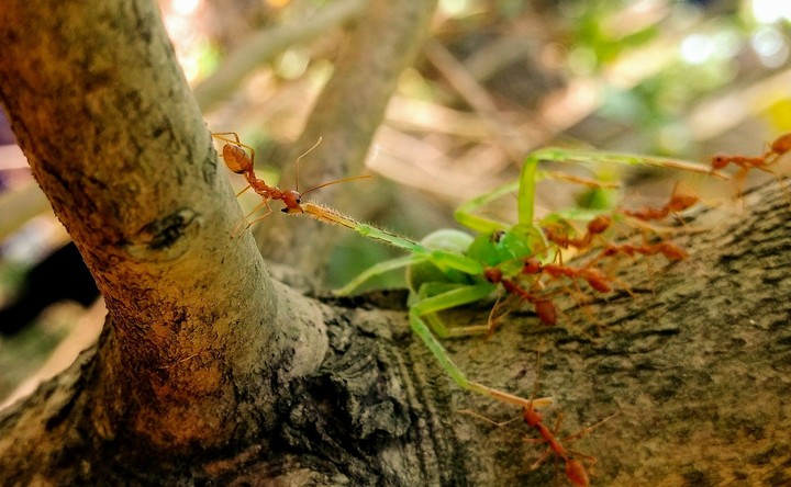Ants and Spider