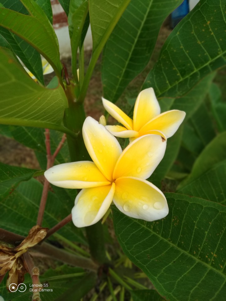 yellow plumeria