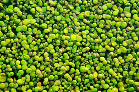 Green carpet