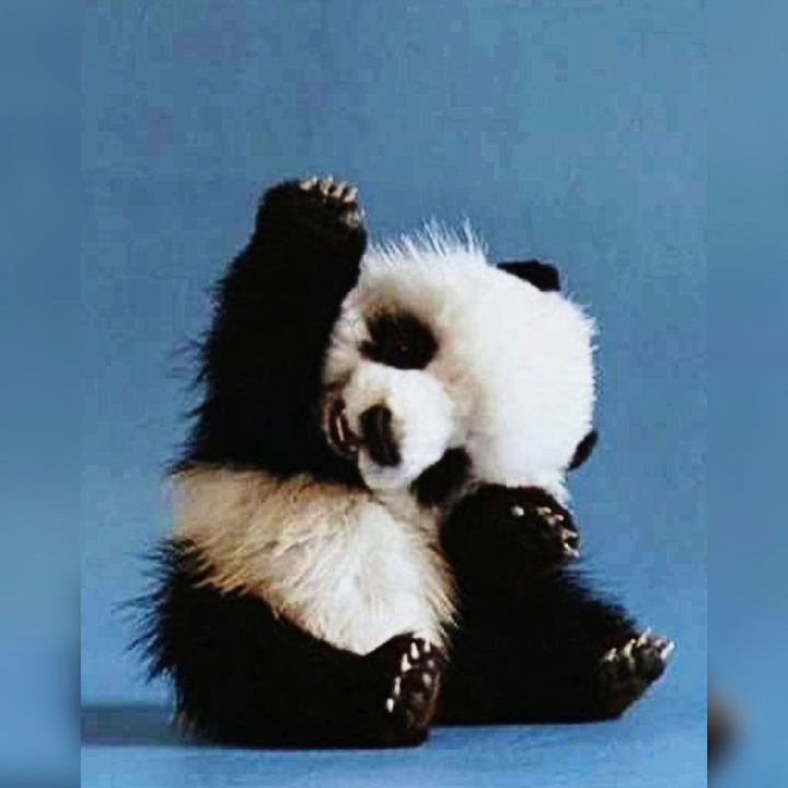 panda 