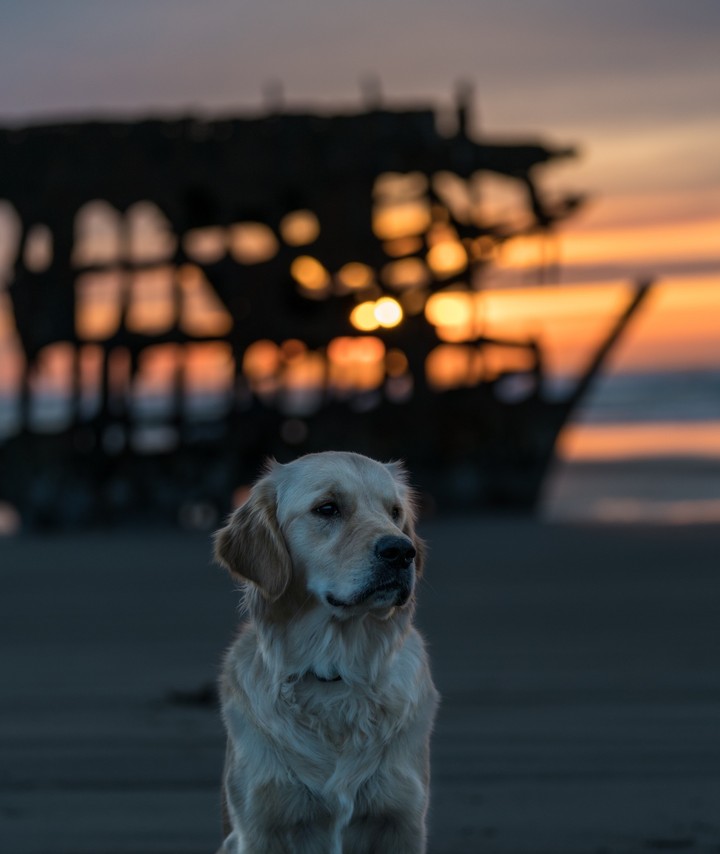dog