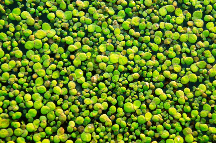 Green carpet
