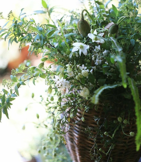sfondi herb, rosemary