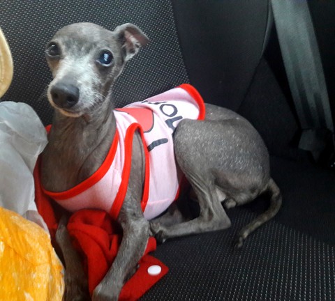 ταπετσαρίες whippet, greyhound