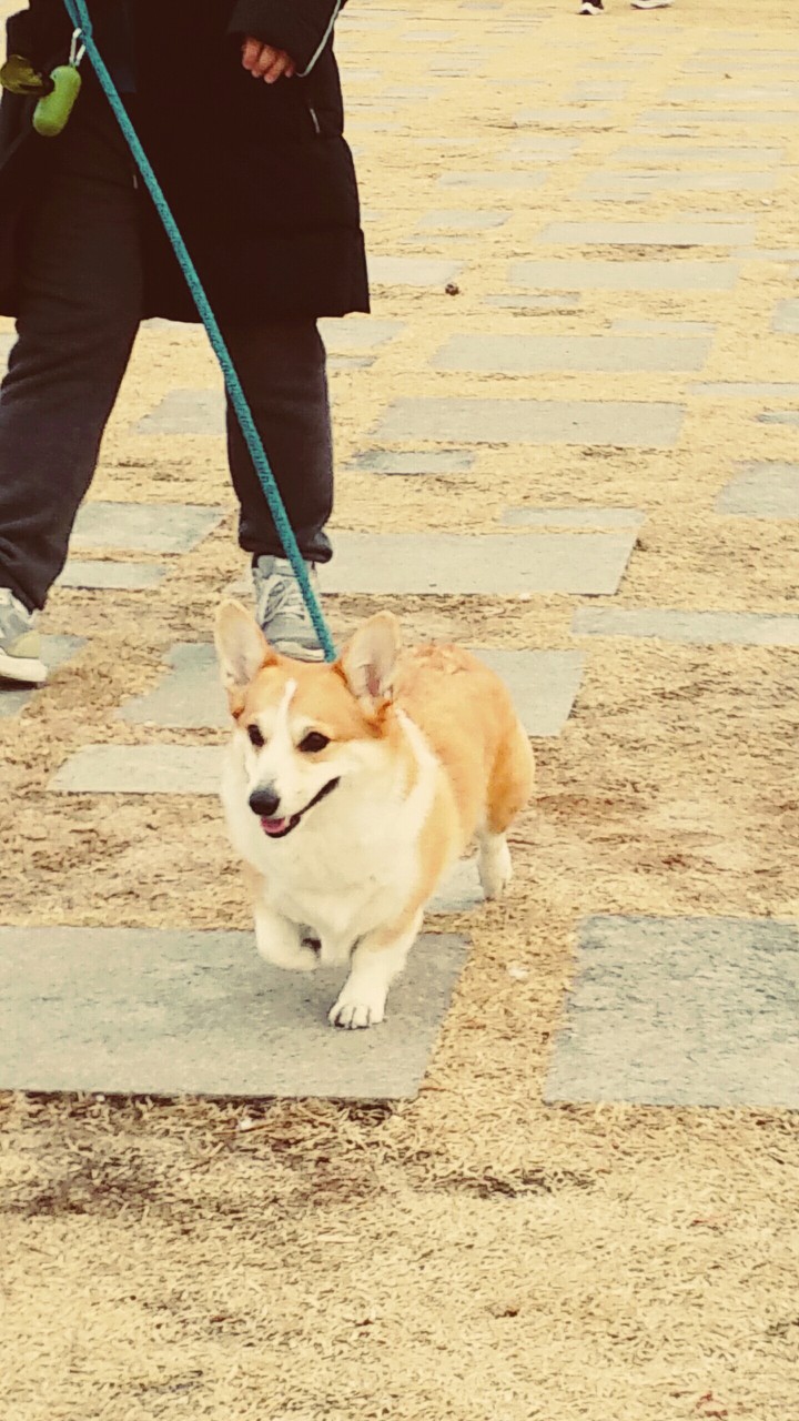 good doggy