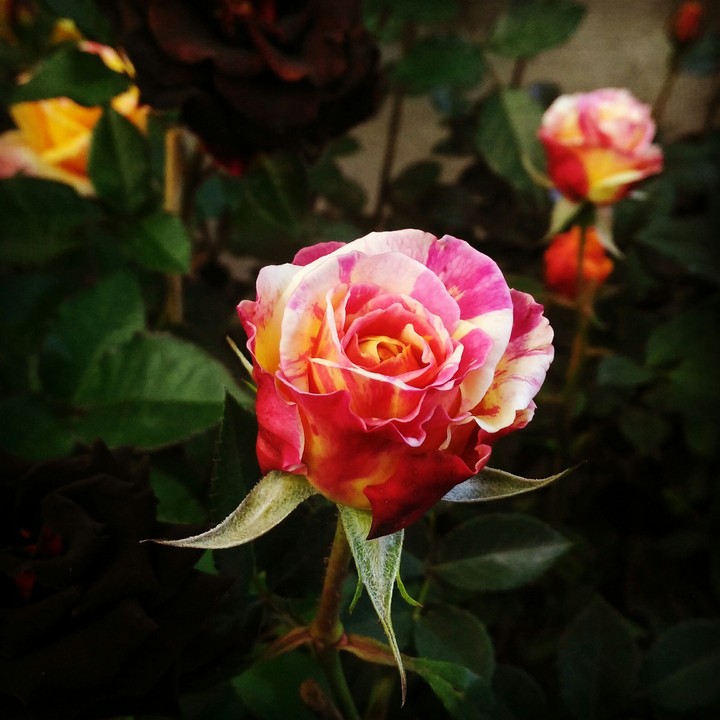 godlike rose