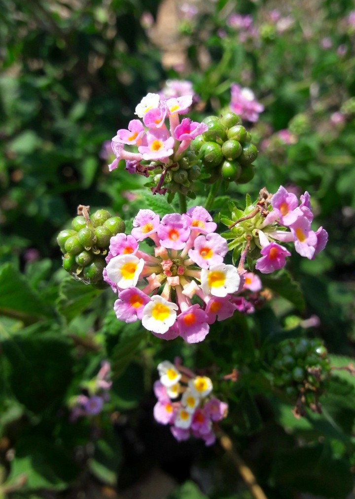 blossoms flowers