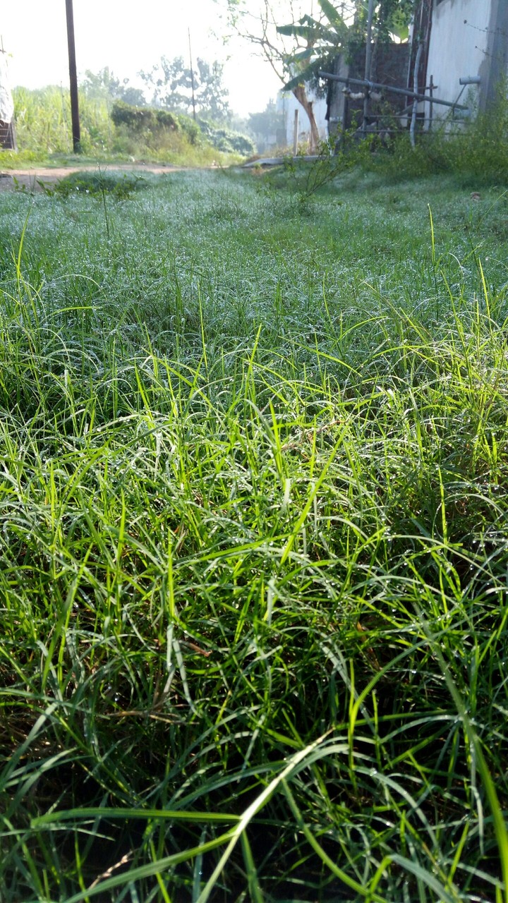 Wet Grass