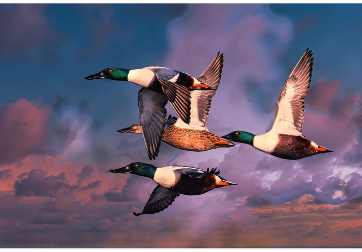 Northern Shoveler....